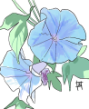 万智のイラスト朝顔.jpg